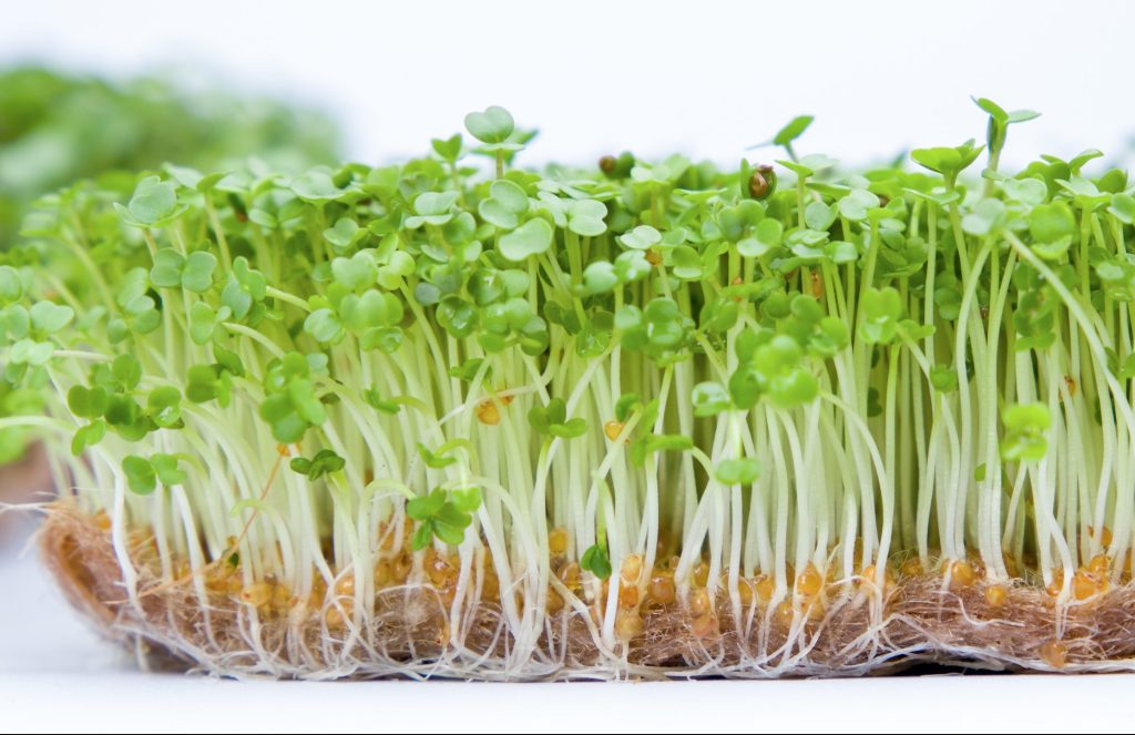 Arugula Microgreens