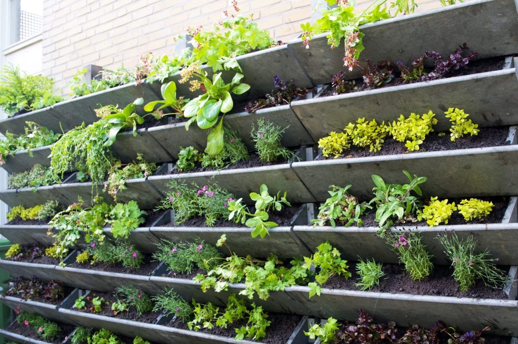 Green facade garden on the wall of a house