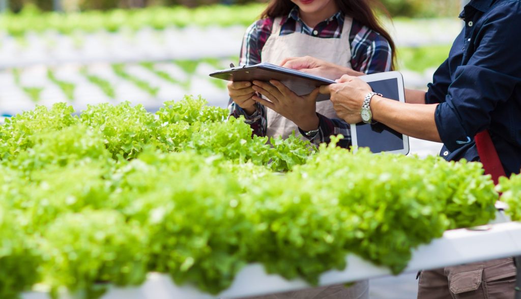 Hydroponic Agriculture