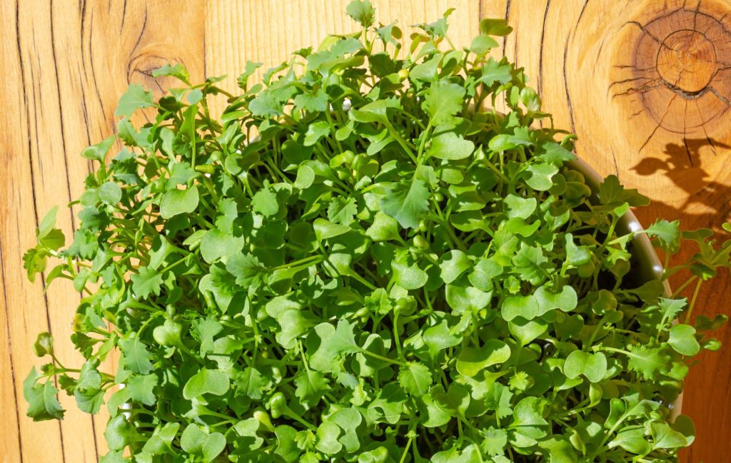 Kale microgreens, in a white bowl, on a wooden board, close up, from above. Fresh green shoots of leaf cabbage, seedlings and young plants. Sprouted curly leaf kale, Brassica oleracea var. Sabellica.