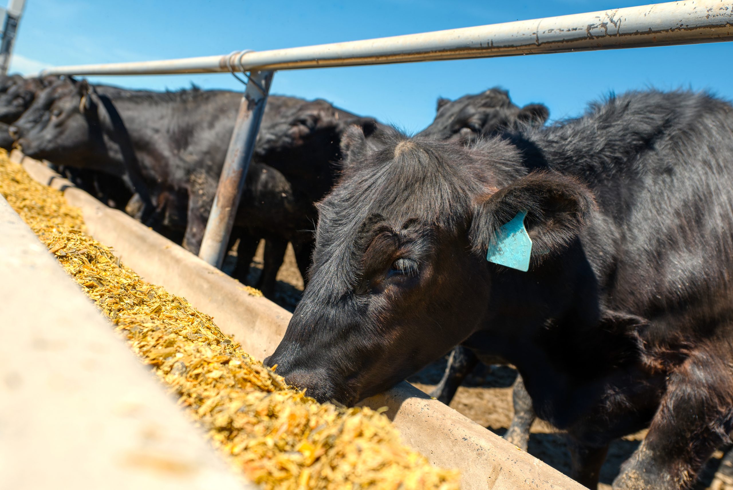 what is the best feed for cattle