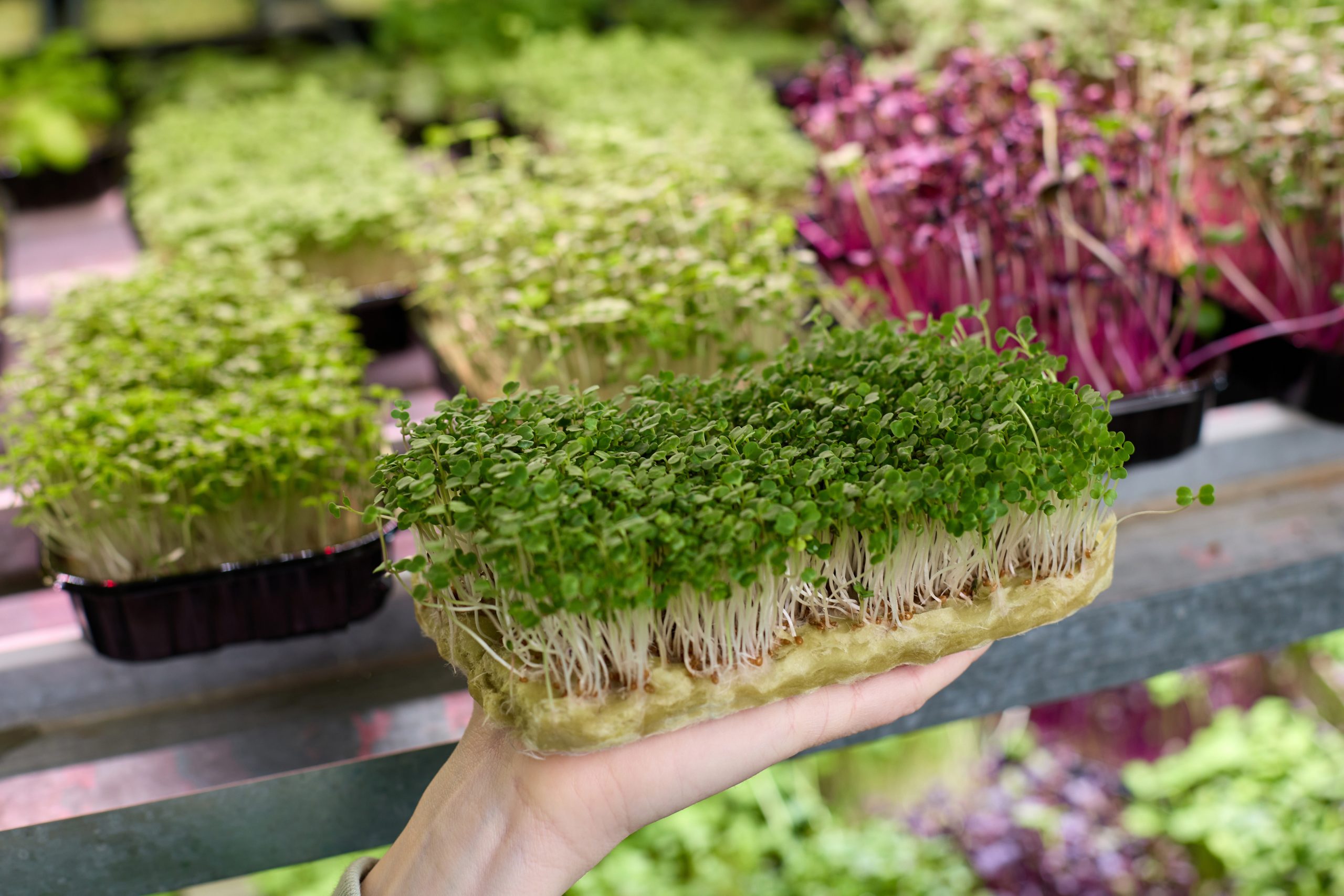 buy organic microgreens locally