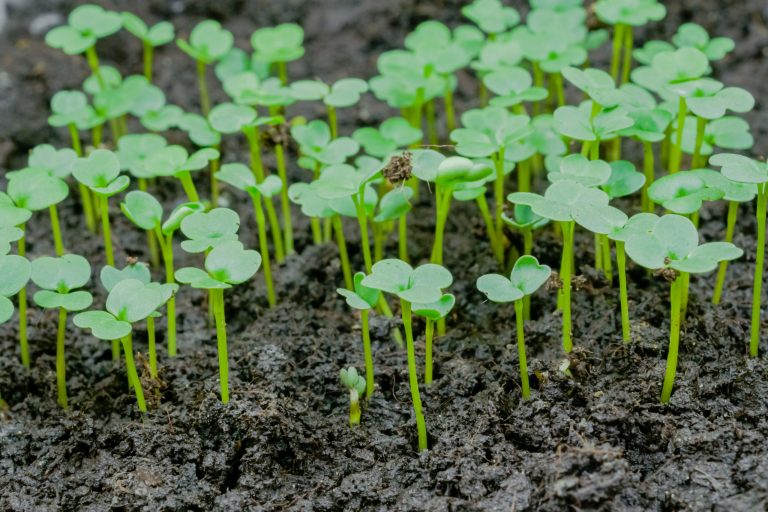 can you reuse soil after growing microgreens