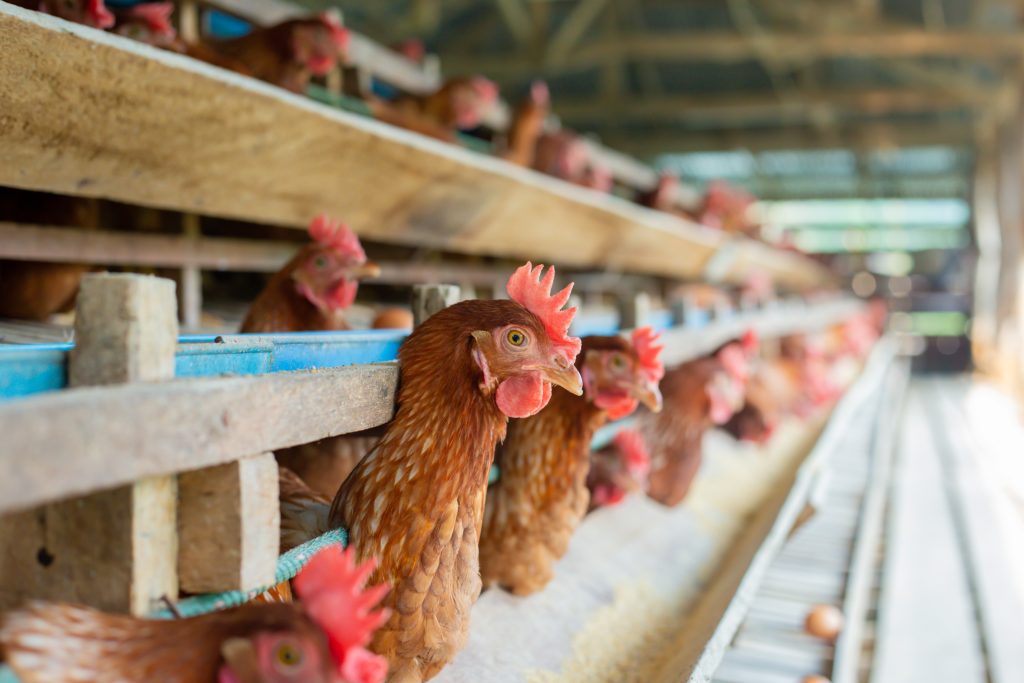 Chickens breed eggs, The chicken took its head out of the cage to eat. chicken breed in the farm,Eggs Chickens ,hens in Livestock cages industrial farm, Most common and widespread domestic animals