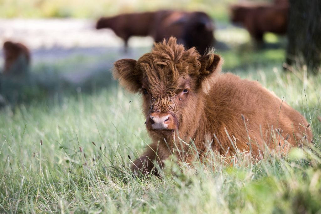 how do you take care of a miniature cow