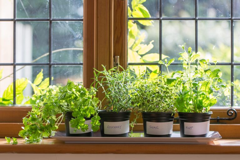 does growing herbs indoors attract bugs