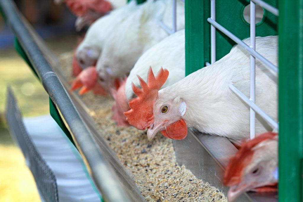 White thoroughbred domestic chickens in a cage on a poultry farm. Fattening and good living conditions. Focus on the chicken in the center of the frame