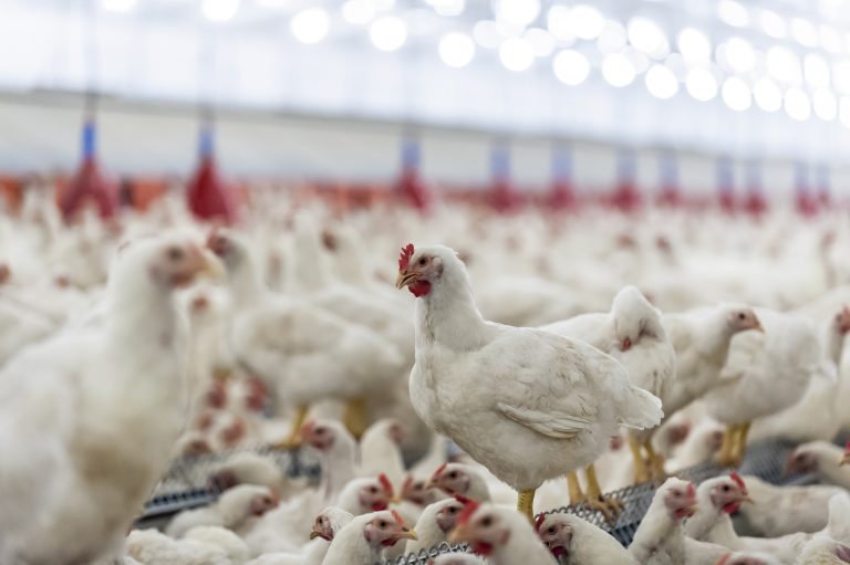 which is the best method of poultry farming