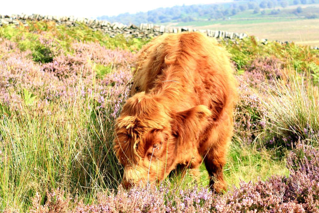 best diet for miniature cows