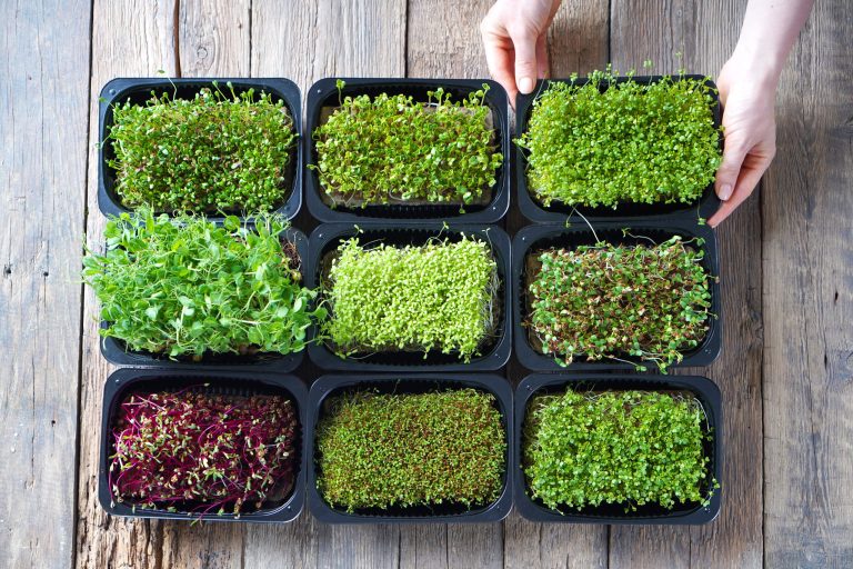 Microgreens growing background with microgreen sprouts on the wooden table. Top view.