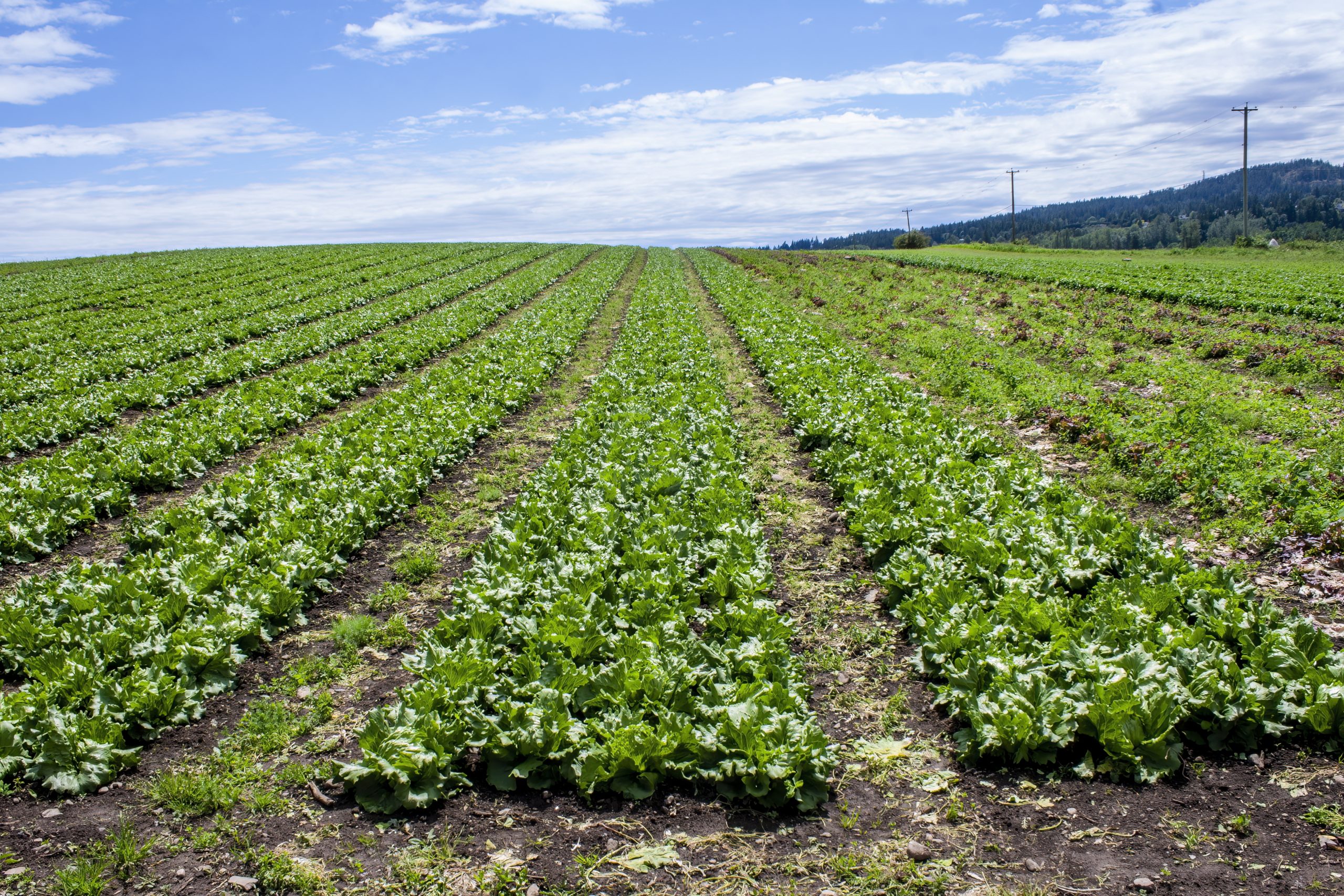 how to make money on a 5 acre farm