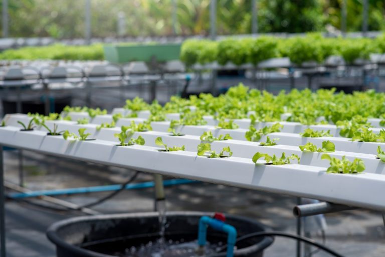 is hydroponic gardening profitable