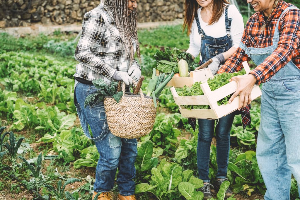 what are the most profitable crops in the market garden