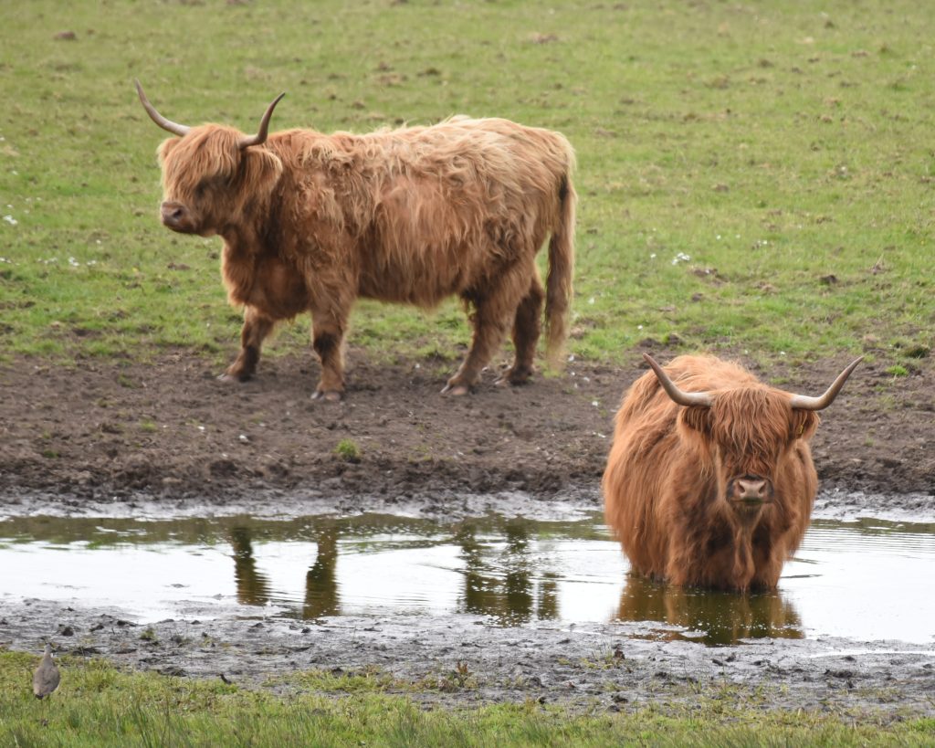 feeding miniature cows