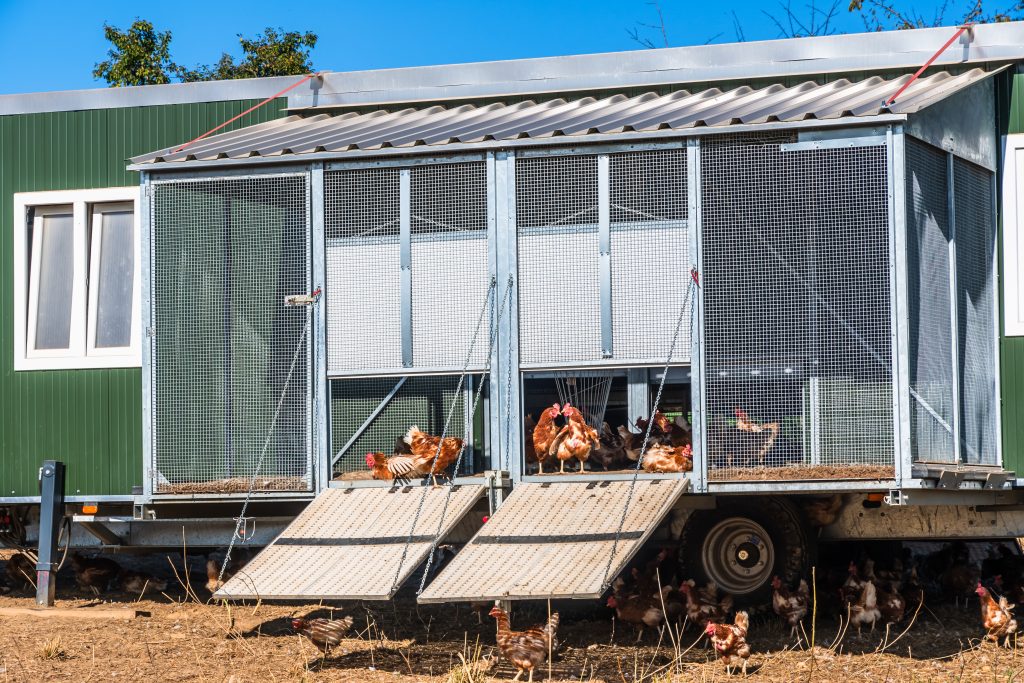 trailer as a coop for chickens concept of free range chickens organic chickens stockpack istock