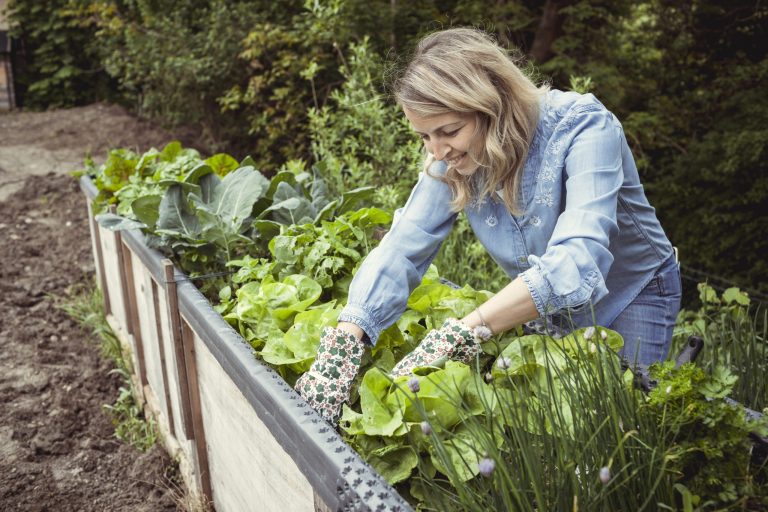 urban herb gardening