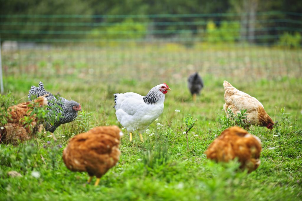 Various free range chickens feeding on grass at organic farm