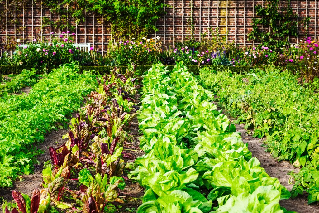 Vegetable garden in late summer. Herbs, flowers and vegetables in backyard formal garden. Eco friendly gardening