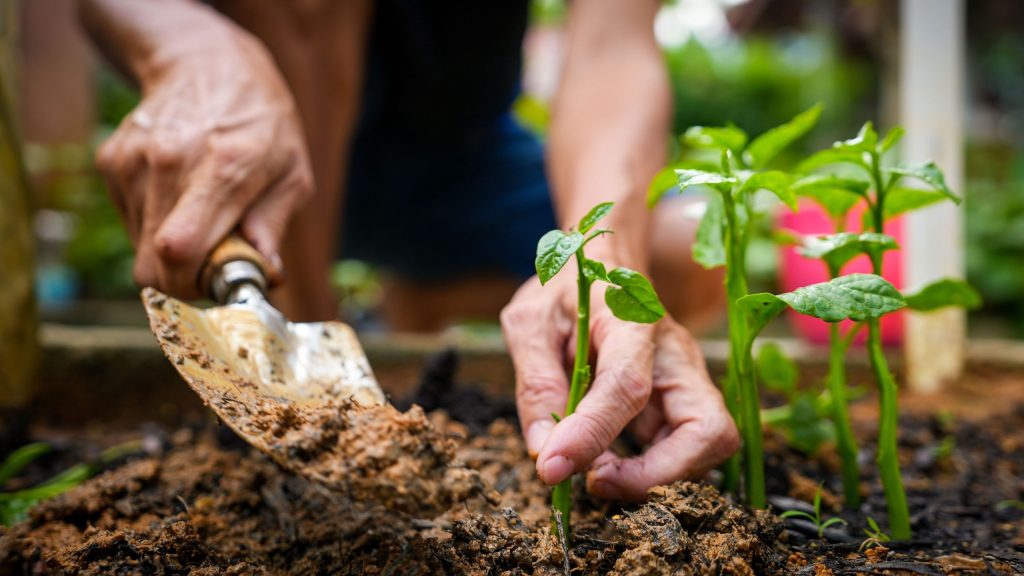 what is the best fertilizer for microgreens