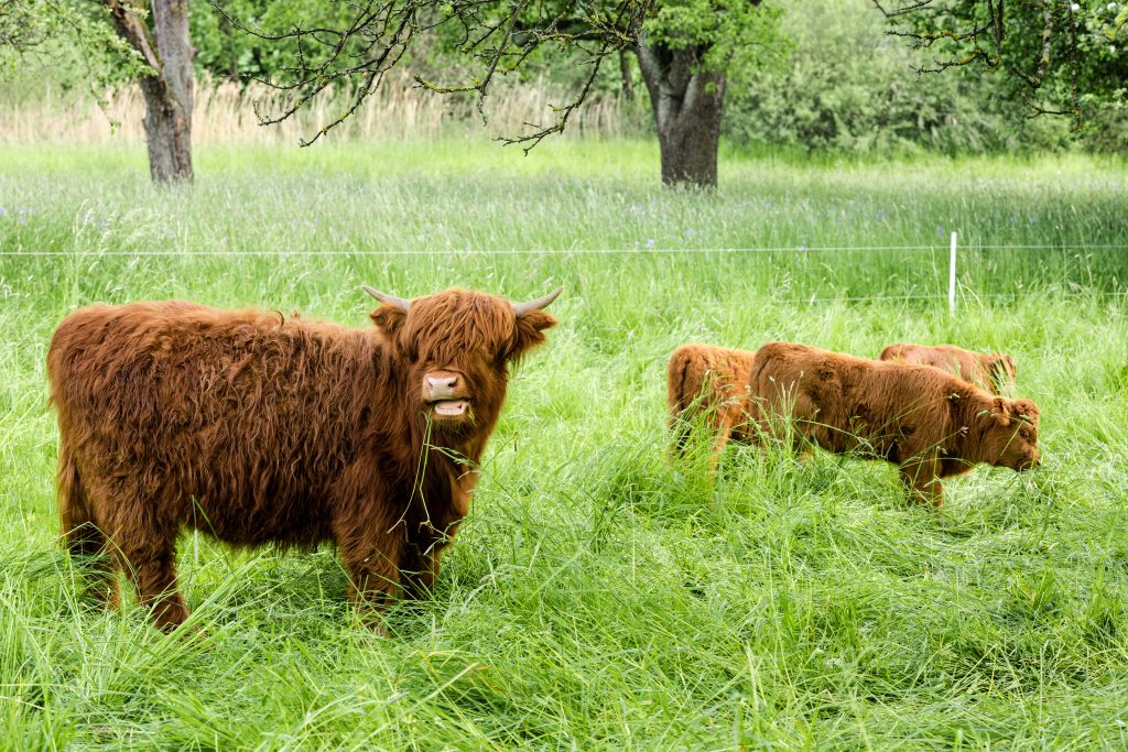 how many acres does a mini cow need