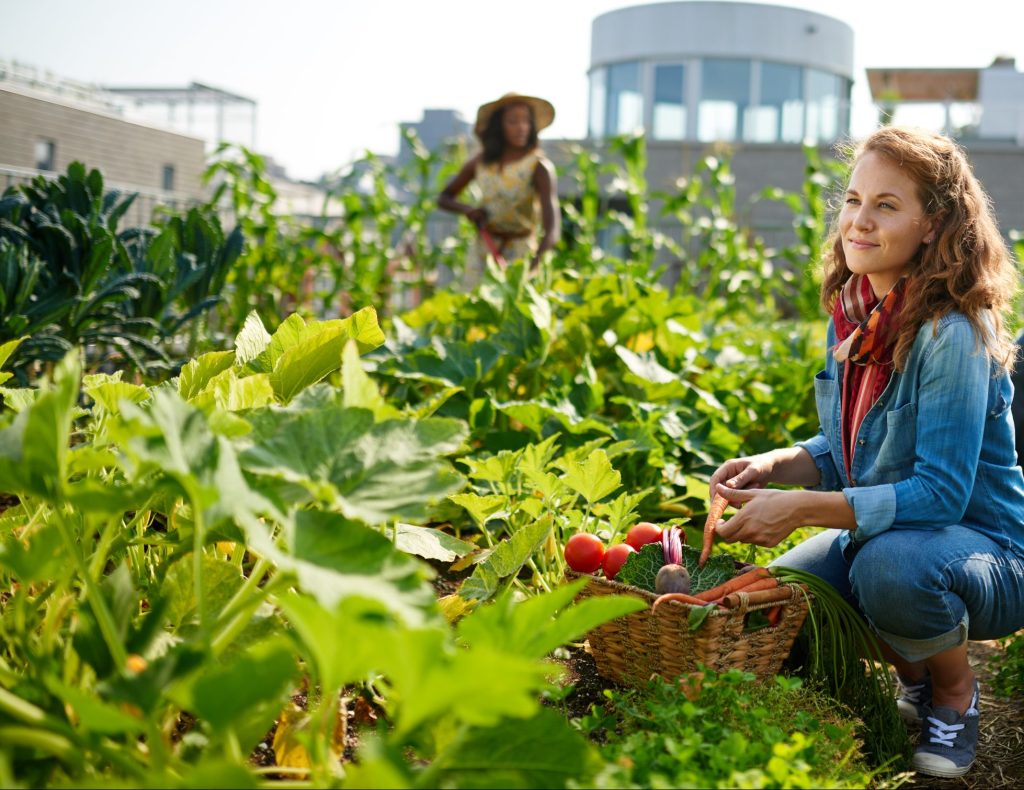 Group of gardeners tending to organic crops and picking up a bountiful basket full of fresh produce from their small business