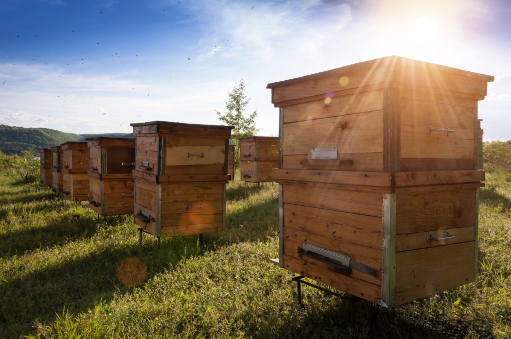 9 Essential Acres: Perfect Space for Honey Bees! - FarmstandApp