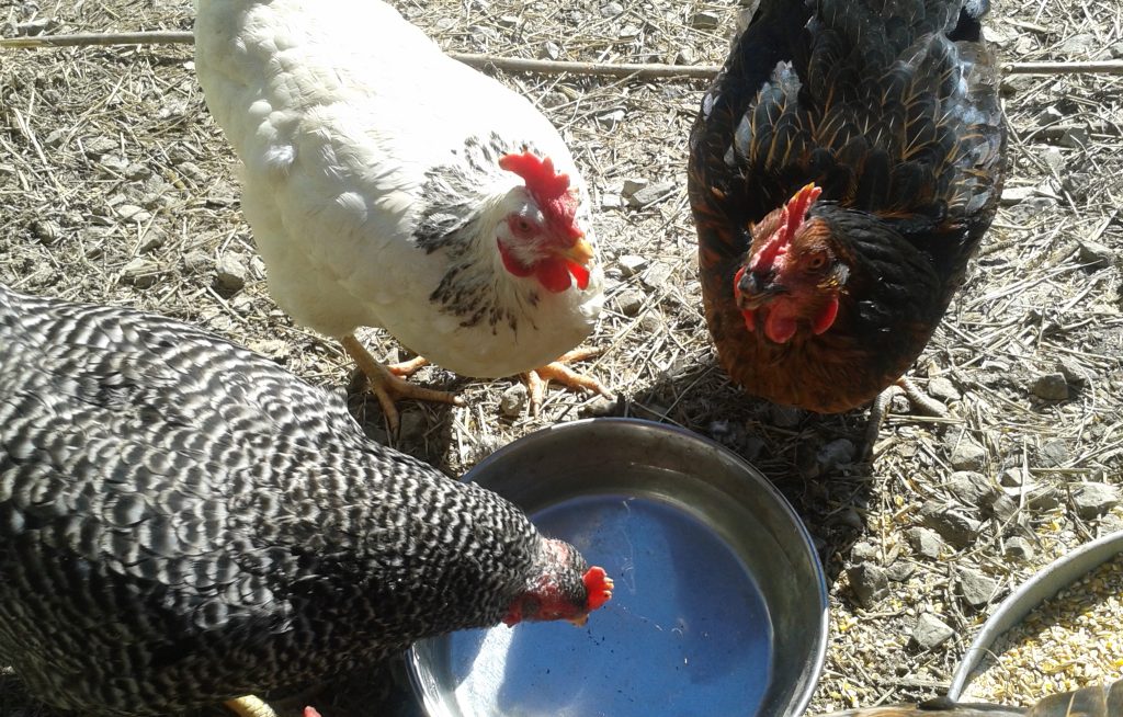 Small group of  laying hens having a drink of water, different color chickens. Sunny.