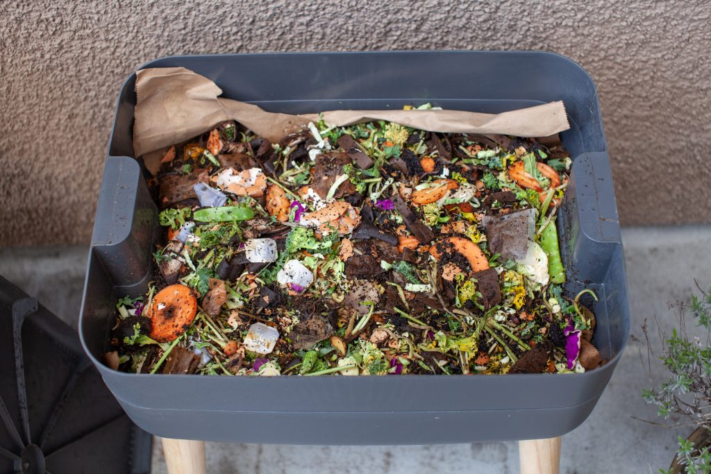 A close up view of worms put into a new feeding tray with fresh food and bedding material in an outdoor vermicomposter. Worm composter are a perfect solution in an apartment to process food waste