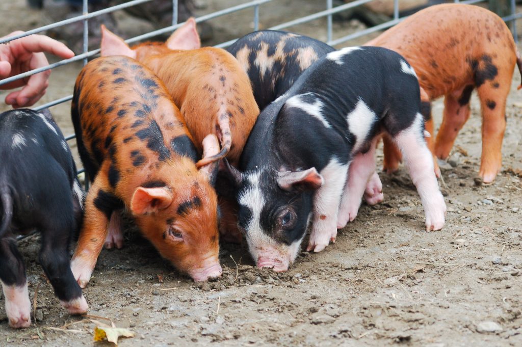 "A group of 2-week old piglets roots in the dirt alongside a fence.  Outside the fence, someone reaches in to touch the piglets.  These piglets are Tamworth/Berkshire crosses, both heritage breeds."