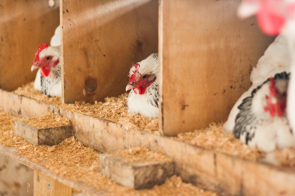 A group of broody hens warming up their eggs