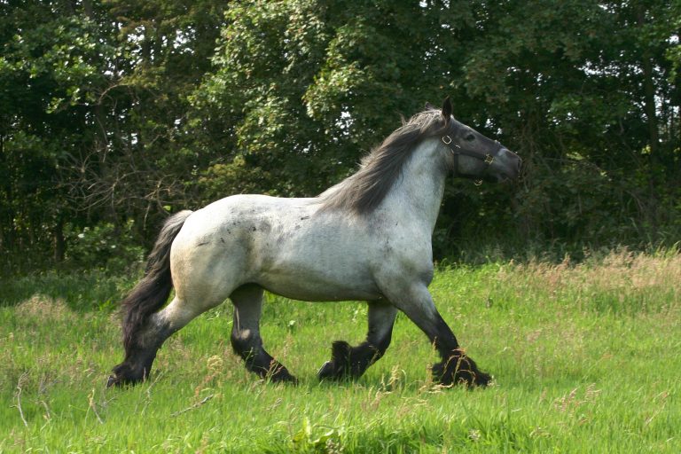 A heavy draft horse shows a lively trot.