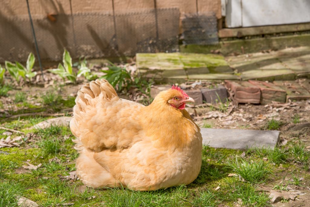 A hen has her feathers fluffed out and is protecting her brood.  The hen is sitting on the grass with her chicks hidden under her feathers.  A henhouse is in the background.