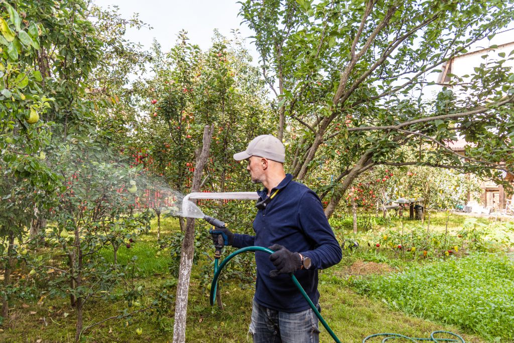 A man harvests apples, takes care of the trees and waters them