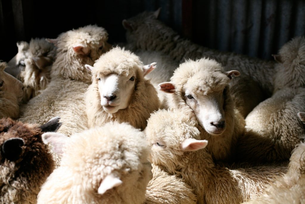 A mob of sheep squeeze together in a farmer's shearing shed in New Zealand after mustering.