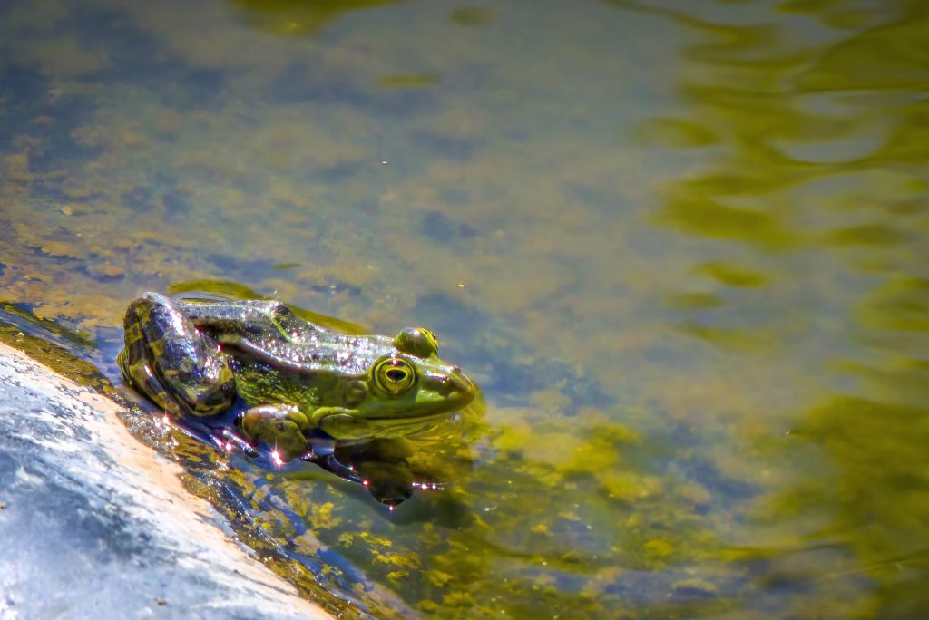 A pond frog (Rana esculenta) sitting in the water near a stone on the shore.