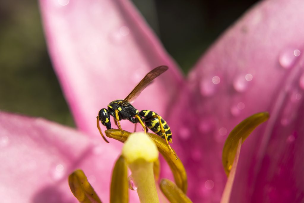 A wasp sits in a pink flower