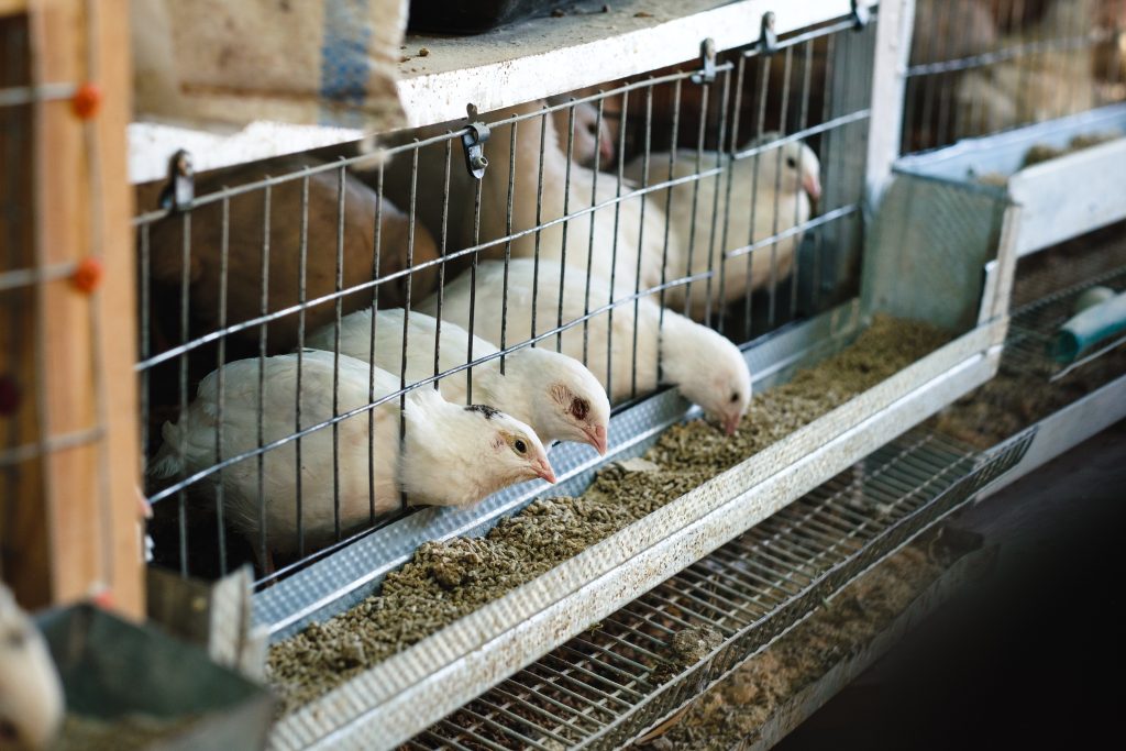 A White Texas Quails in cages at home farm during feeding. Concept of animal husbandry or livestock.