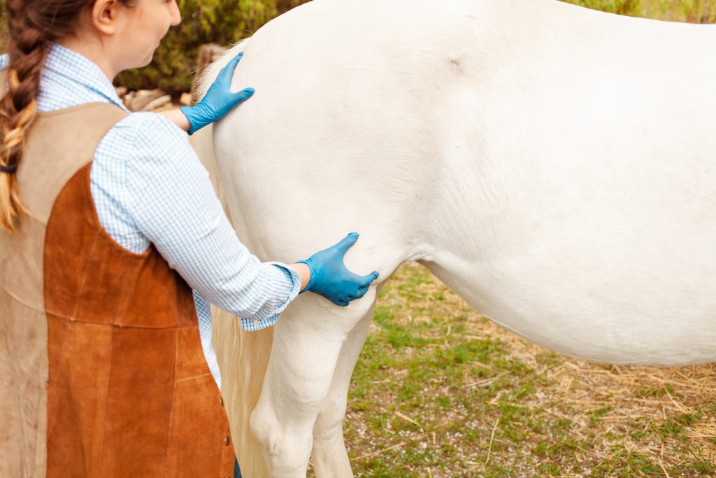 A young beautiful female vet inspects a white horse. Love, medicine, pet care, trust, happiness, health. back, withers. Illness severity pain malaise ass