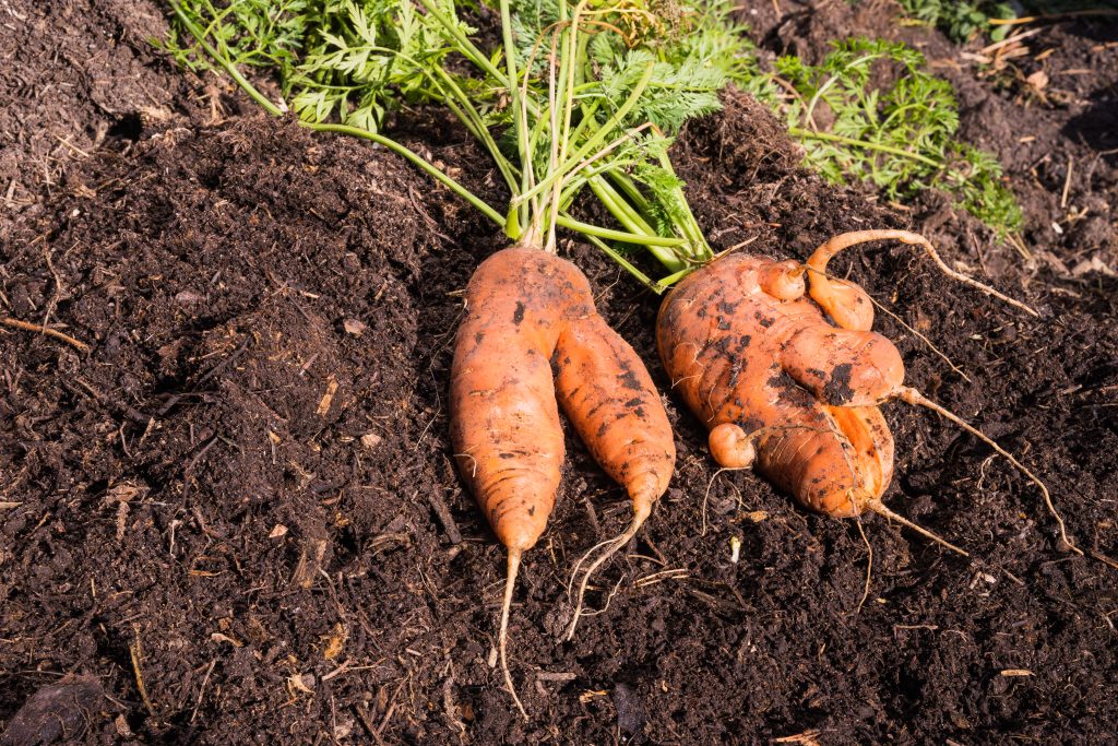 Abnormal shape carrot root laying on compost