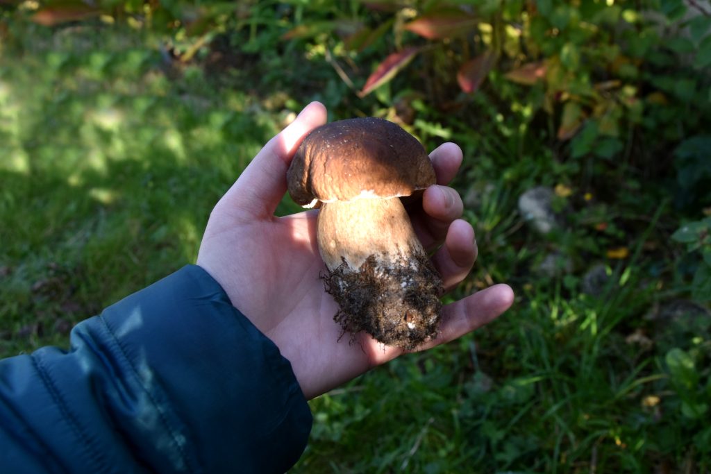 Adult horizontal photo shot outdoors, zoom on brown mushroom with hand porcini