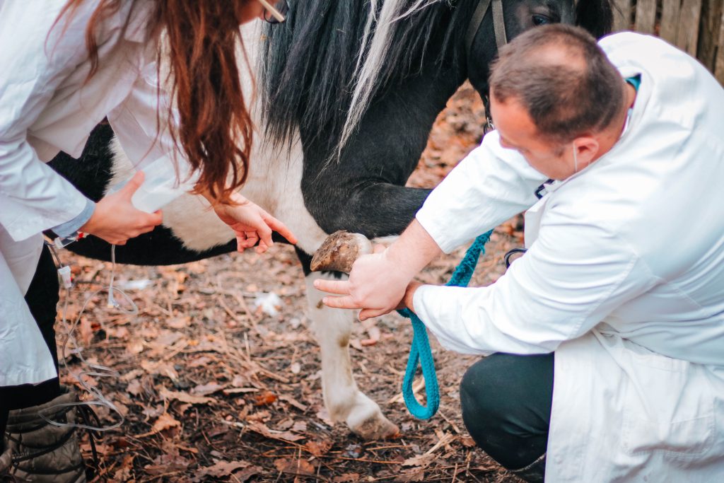 Agricultural Field, Meadow, Smiling, Horse, Veterinarian