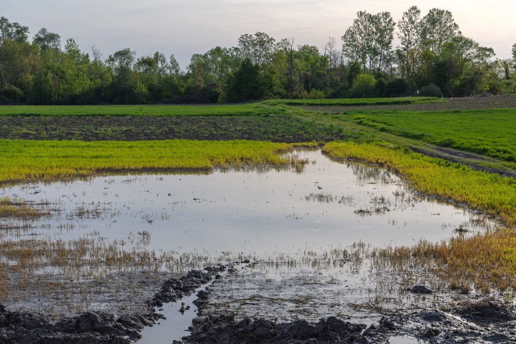 Agriculture Field Crops Floods After To Much Rain Water Environment Problems