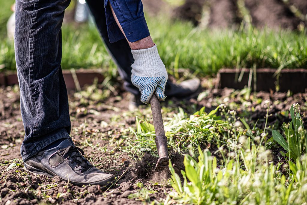 an old man works on the ground and removes a weed from his garden