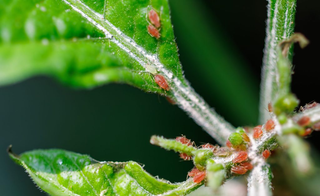 Aphids and spider mites on leaves of a plant