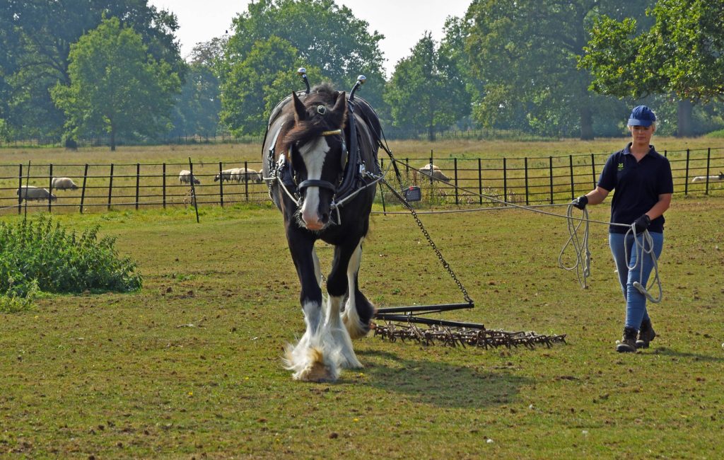 Arrington, Cambridgeshire, England - September 16, 2023: Shire Horse Walking with Female Handler in Contryside.