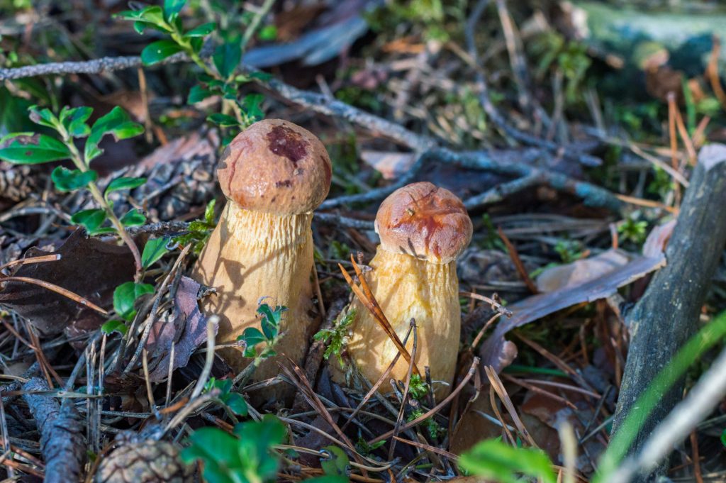 Aureoboletus projectellus, species of bolete fungus in the family Boletaceae. Found in North America, and recently in Europe, it grows in a mycorrhizal association with pine trees.