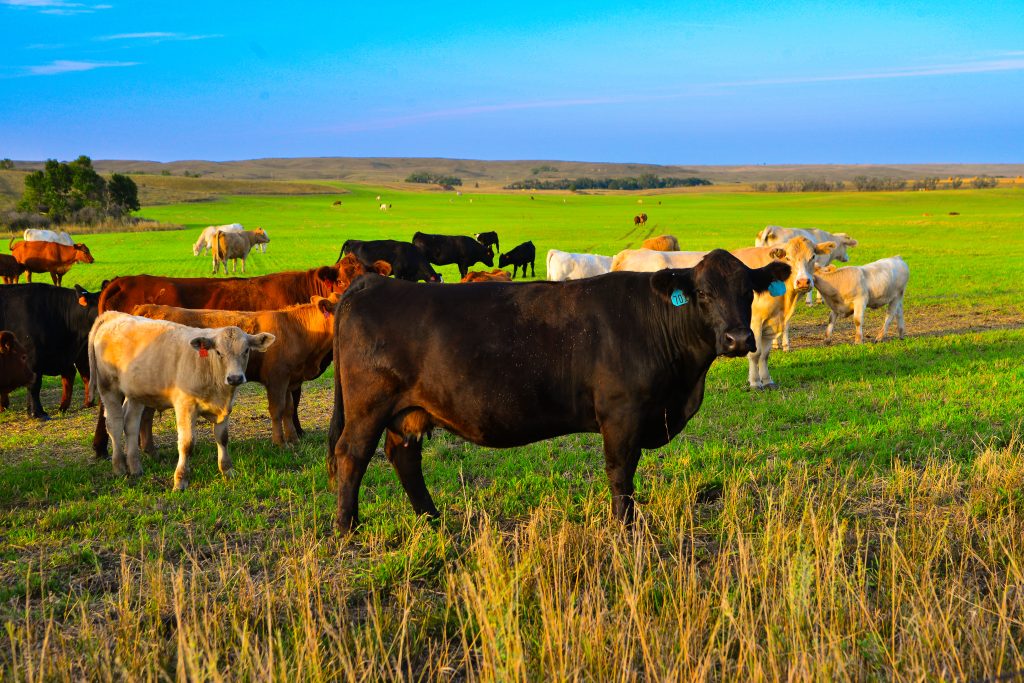 Beef cattle roaming and grazing a green pasture in south central North 
Dakota