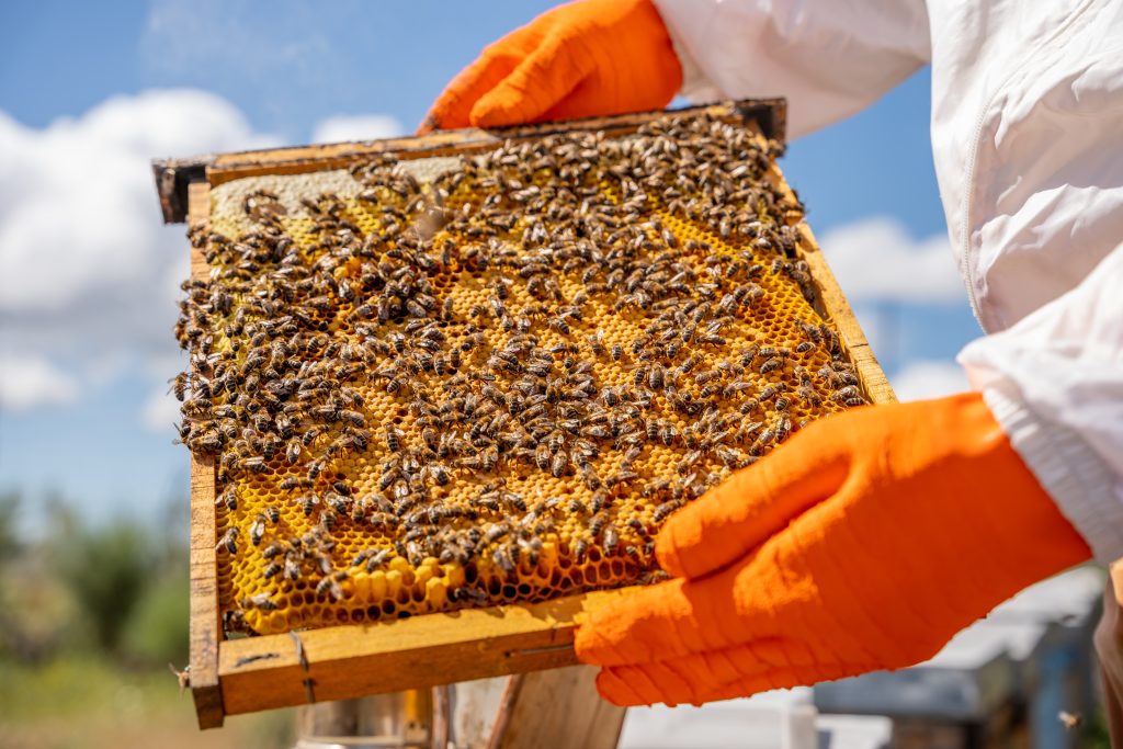 beekeeper checking a honeycomb full of bees and honey in the cells of his hive.