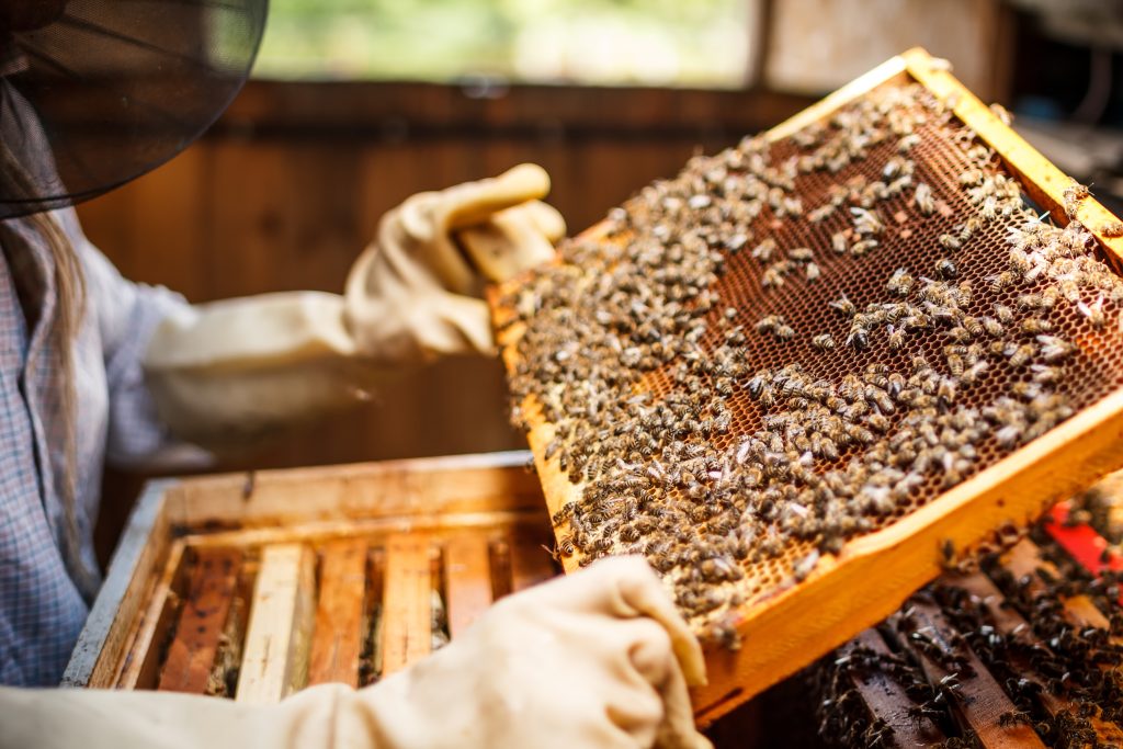 Beekeeper holding a frame of honeycomb