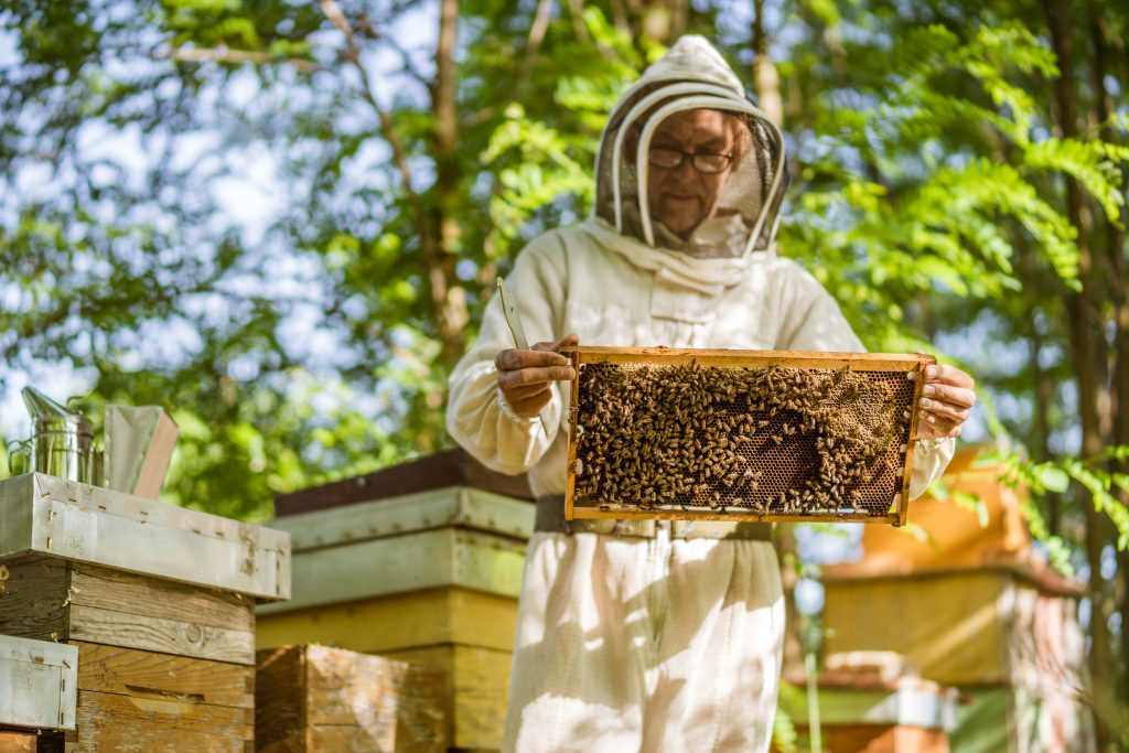 Beekeeper is examining his beehives in forest. Beekeeping professional occupation.